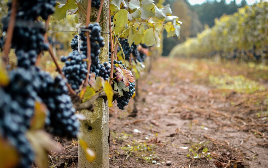 Il caporalato sulle colline del Barolo